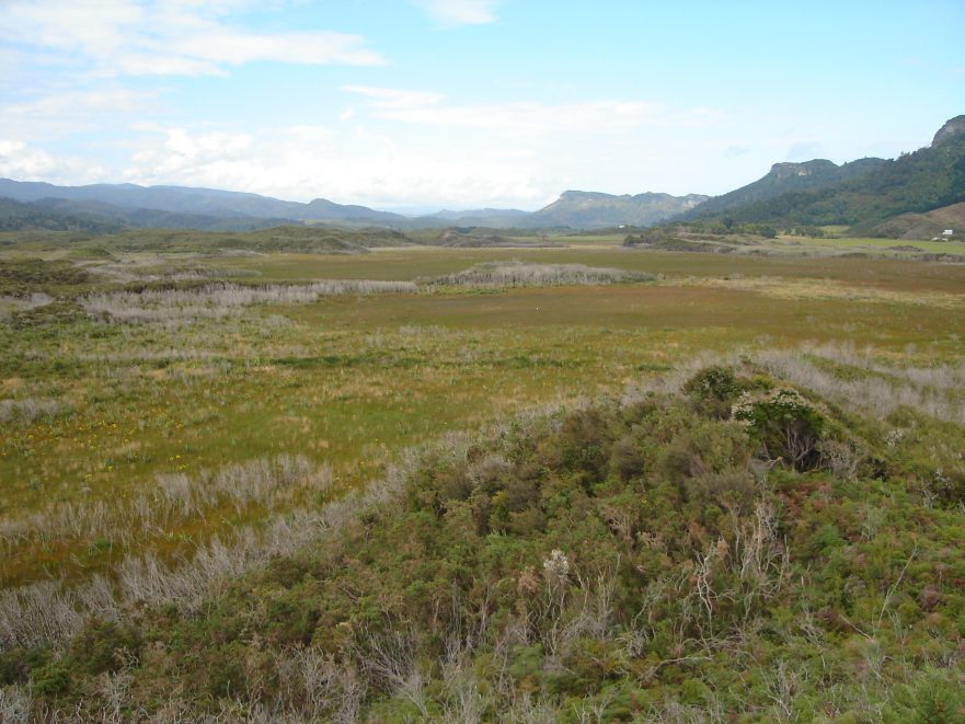 Mangarakau-Wetland-881x661