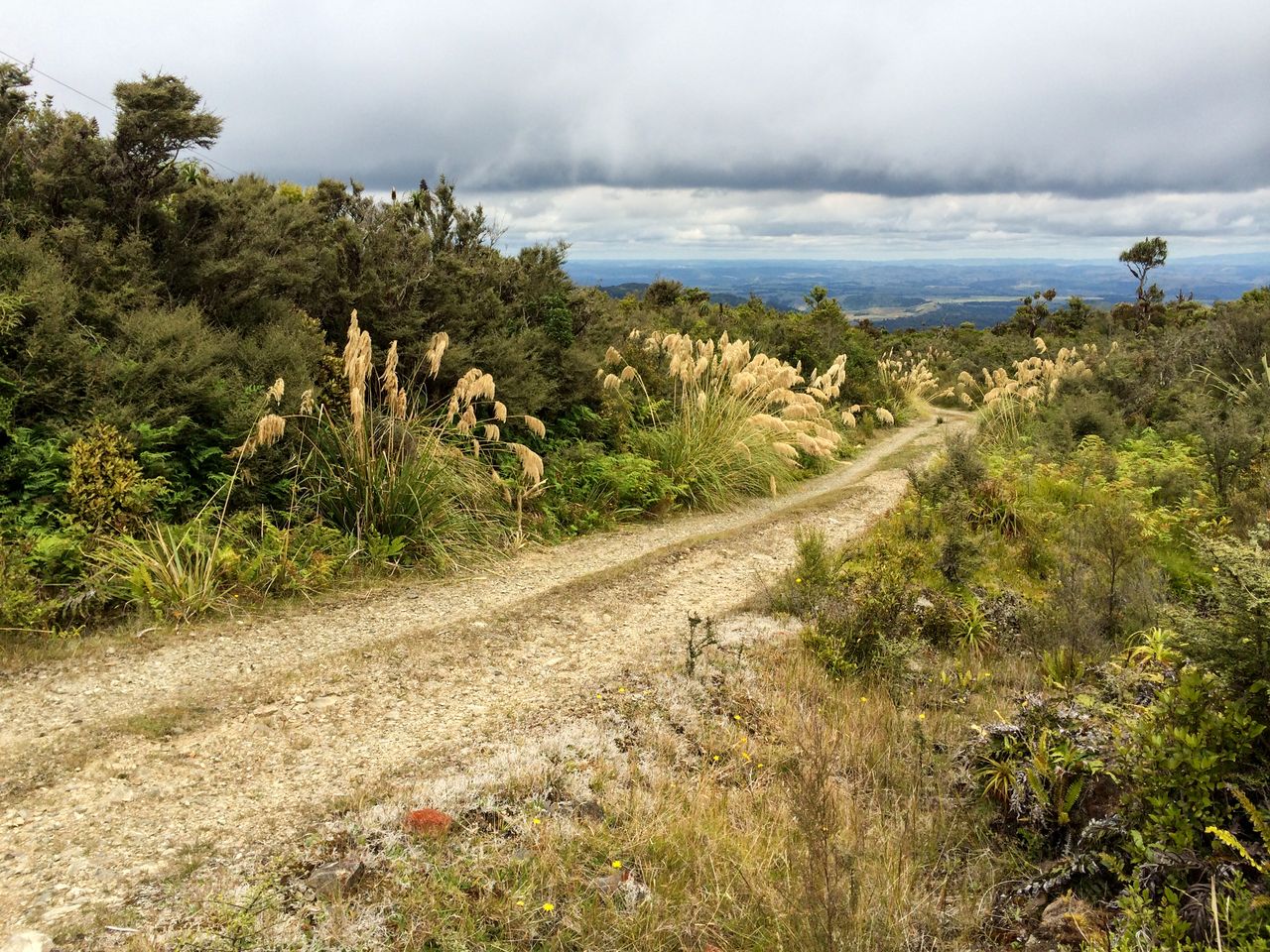 Rangitoto Walking tracks NFRT