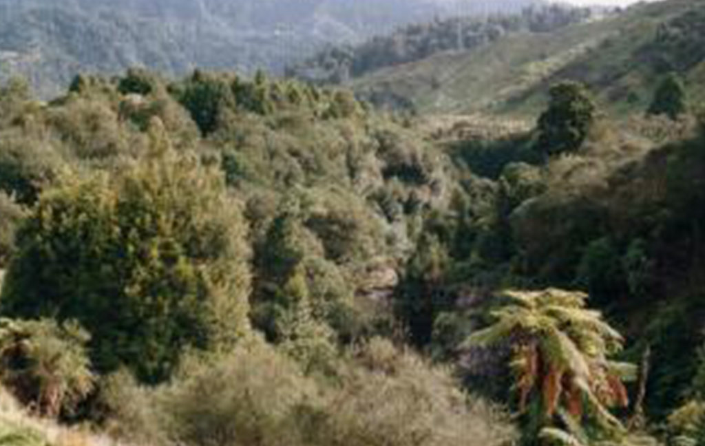 Central North Island Archives NATIVE FOREST RESTORATION TRUST