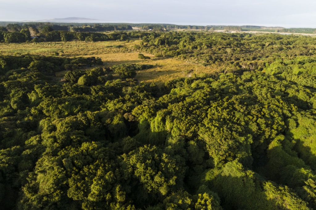 Please help us buy and restore this endangered Otatara habitat