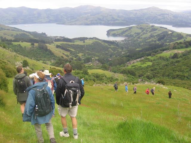 Walking-Festival-group-in-open-land-above-Akaroa_0