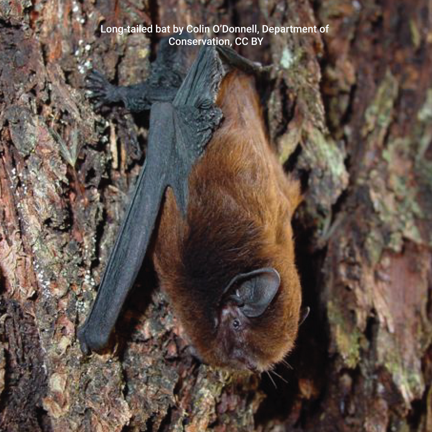 Long-tail-bat