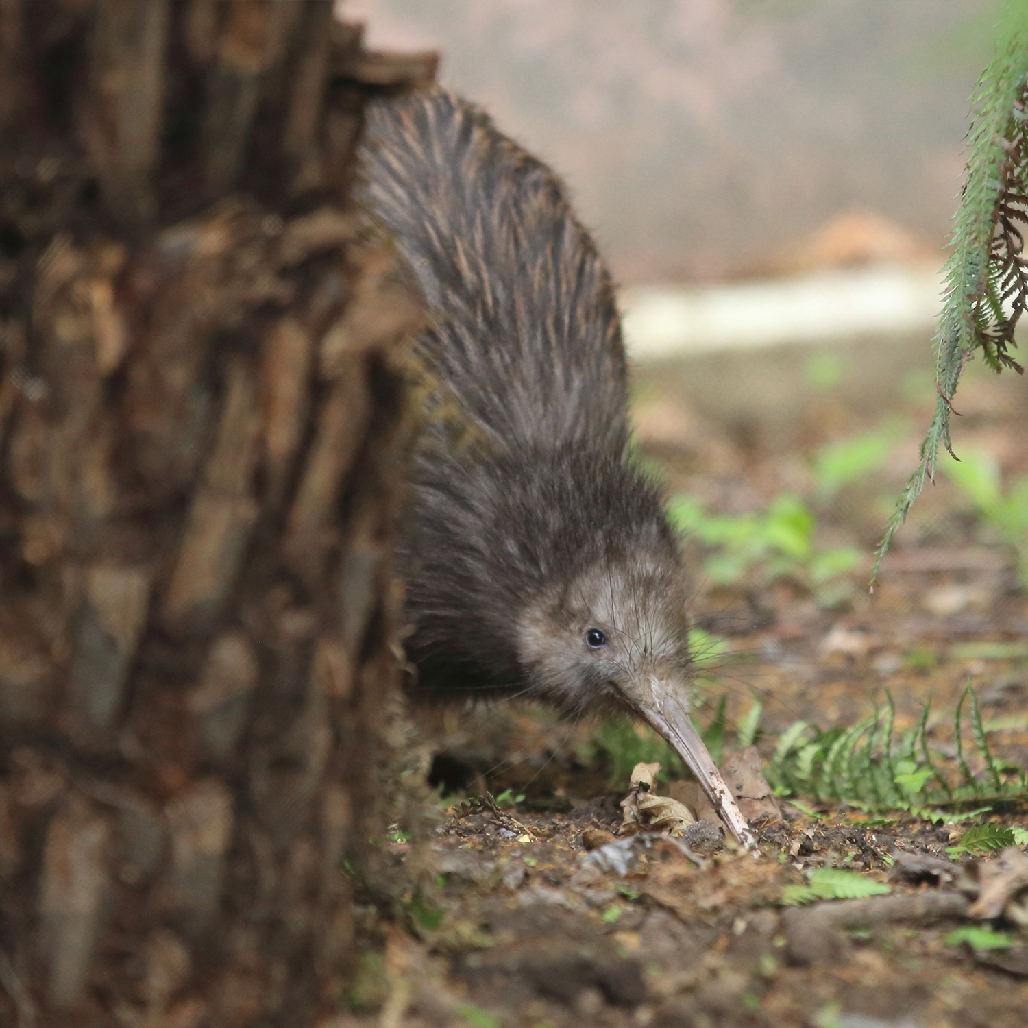 kiwi kiwi