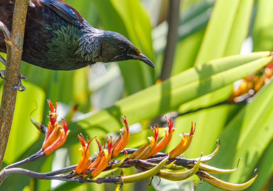 Rauroa Bush Reserve