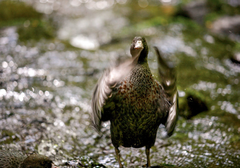 Blue-duck-Mt-Tara-313-881x587