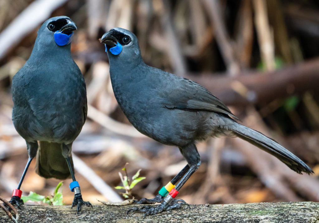 Kokako by Bernie Krippner