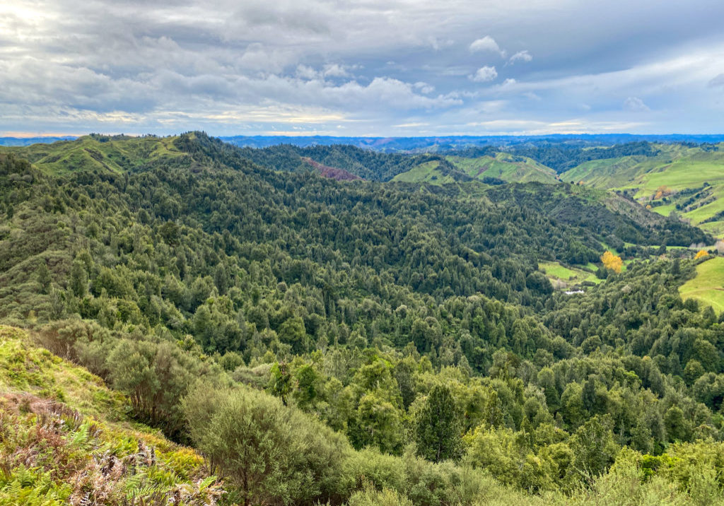 Patui Reserve