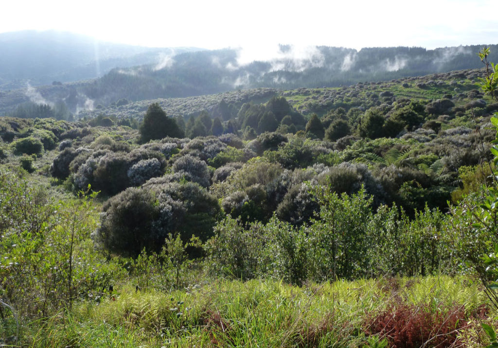 McGregor Reserve planting 017