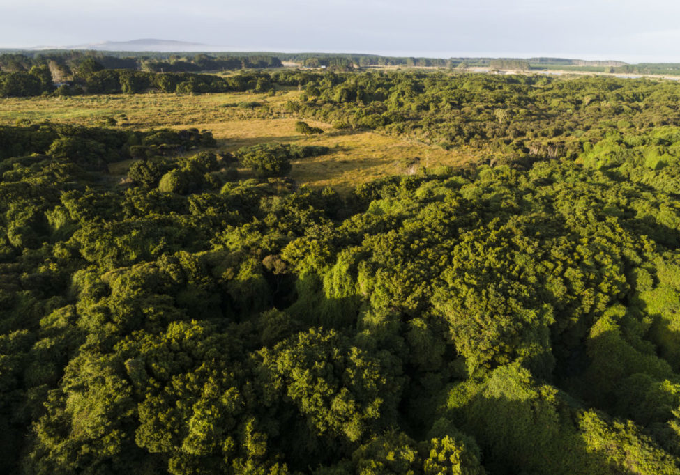 Please help us buy and restore this endangered Otatara habitat