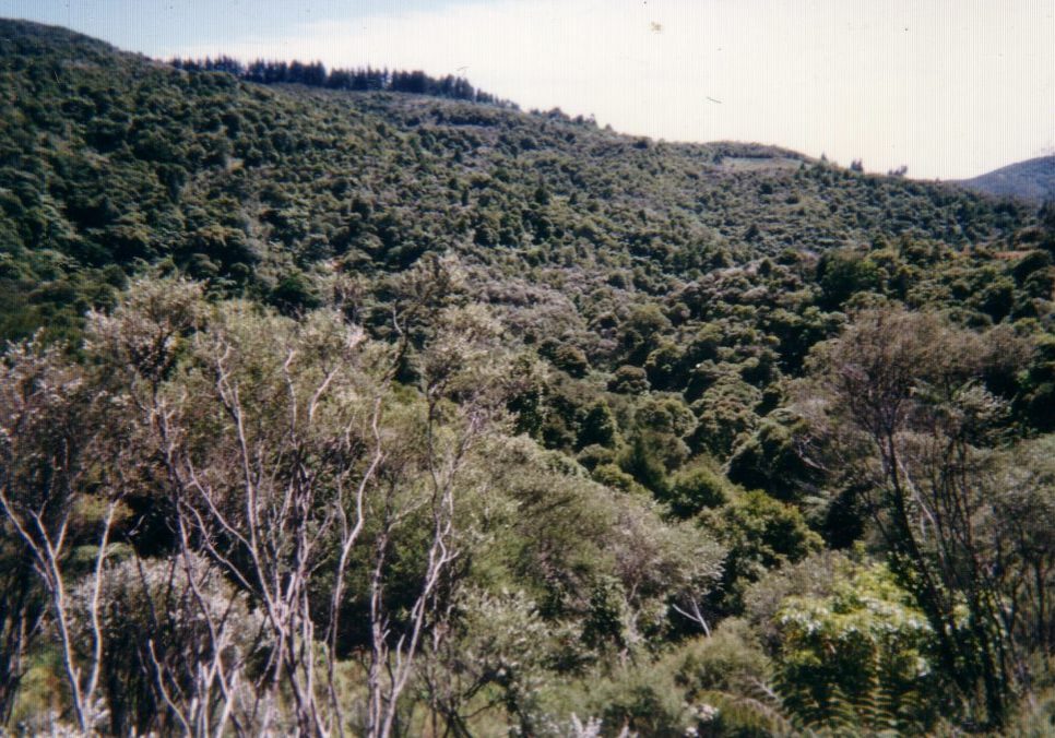 Puhoi Far North