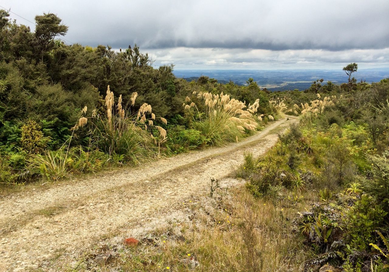 Rangitoto Walking tracks NFRT